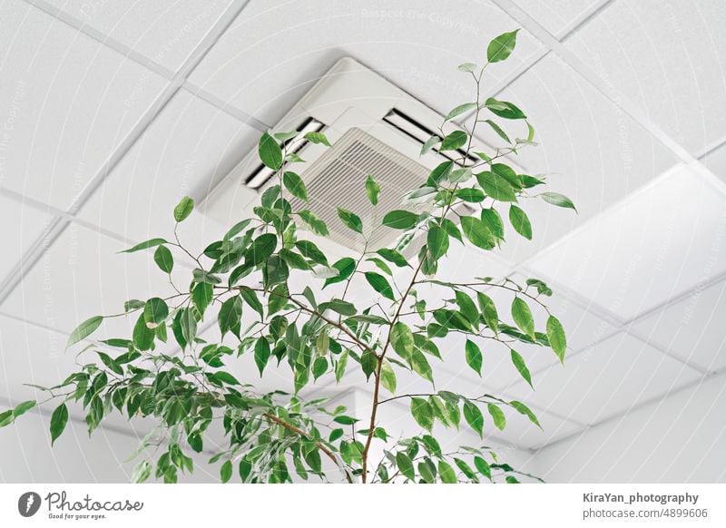 Low angle of assette Air Conditioner on ceiling in modern light office or apartment with green ficus plant leaves. Indoor air quality conditioning ventilation