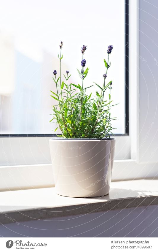 Blooming lavender in a white flower pot on a windowsill in sunlight houseplant flowerpot bouquet fresh potted blooming summer vibes minimal style bunch