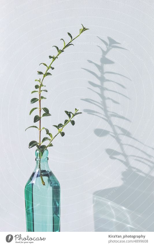 Green branch of plant in glass bottle against white wall background, beautiful shadow and reflection minimalism decor composition vase interior decoration light