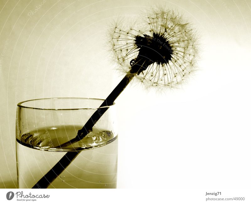 Transience. Flower Dandelion Tumbler Autumn Grief Glass End Seed Sadness Limp