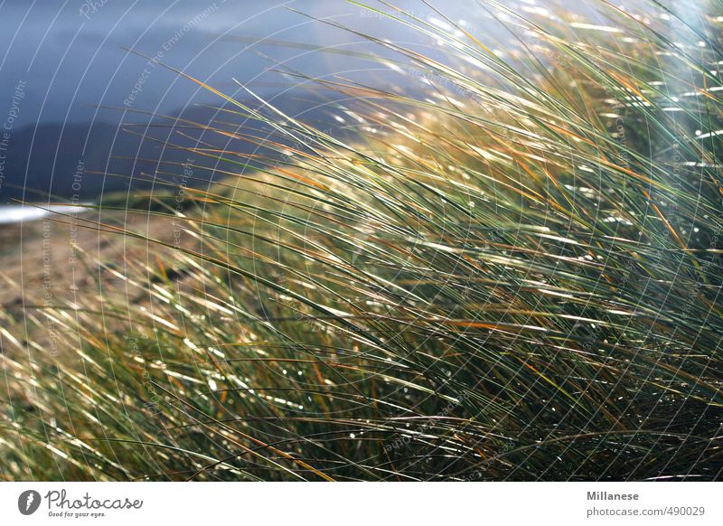 Grass by the sea Environment Nature Landscape Meadow Contentment Ocean Storm Relaxation Colour photo Exterior shot Deserted Shallow depth of field