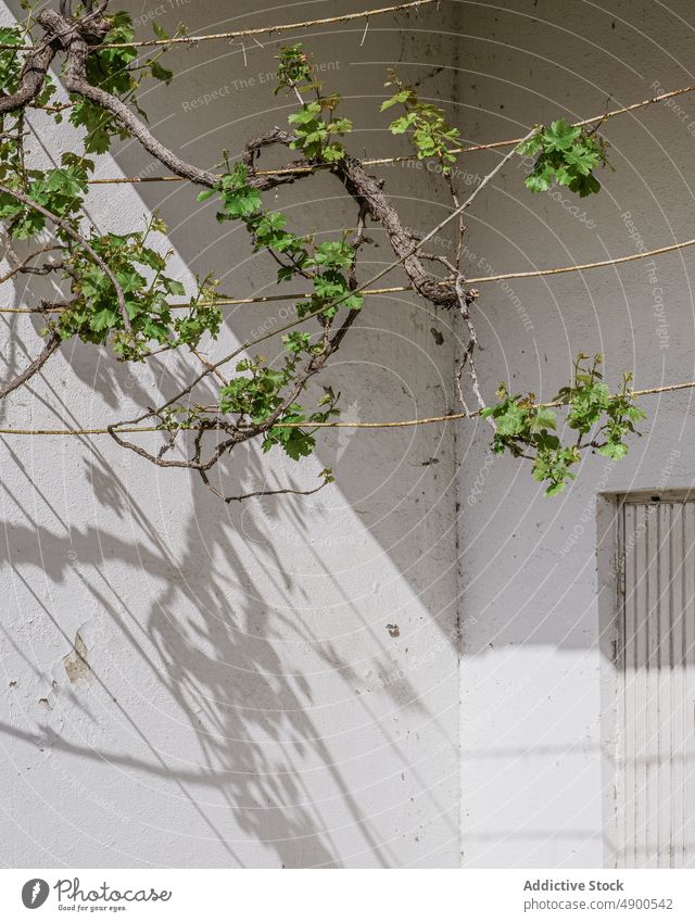 Tree branches over closed shed door tree rope wall sunlit curve building exterior hang calm entrance daytime countryside summer sunlight twig peaceful vegetate