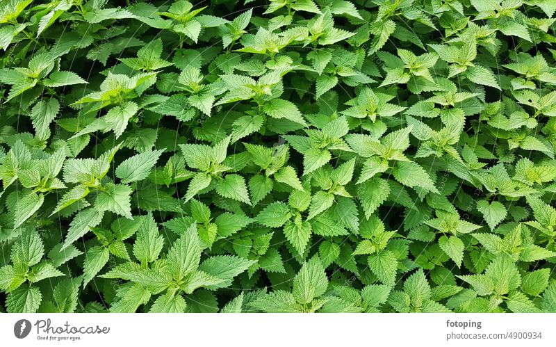 Nettle as background Stinging nettle Green herbaceous Caution burns Nature naturally Fresh Plant natural background green background Abstract photography