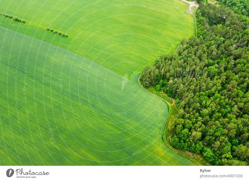 Aerial View Spring Green Field And Forest Landscape. Top View Of Field And Forest Belt. Bird's Eye View aerial aerial view agricultural agriculture beautiful