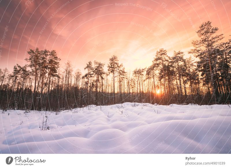 Natural Sunset Sunrise Over Forest. Pink Color Sky Over Winter Snowy Wood. Landscape Under Sky At Sunset Dawn Sunrise beautiful beauty in nature cold colour