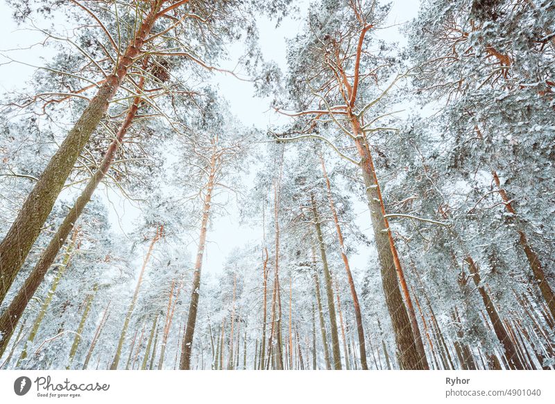 Snow Covered Pine Forest. Frosted Trees Frozen Trunks Woods In Winter Snowy Coniferous Forest Landscape beautiful beauty in nature cold colour coniferous forest