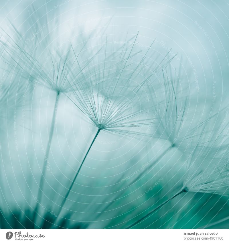 beautiful dandelion flower seed in springtime, blue background plant white floral garden nature natural decorative decoration abstract textured soft softness