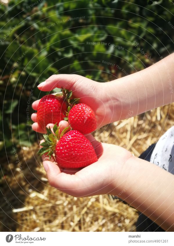 strawberry harvest Strawberry Berries fruit Nature Family experience Fuit growing Pick company fun Child children's hands detail Summer Eating Delicious Tasty