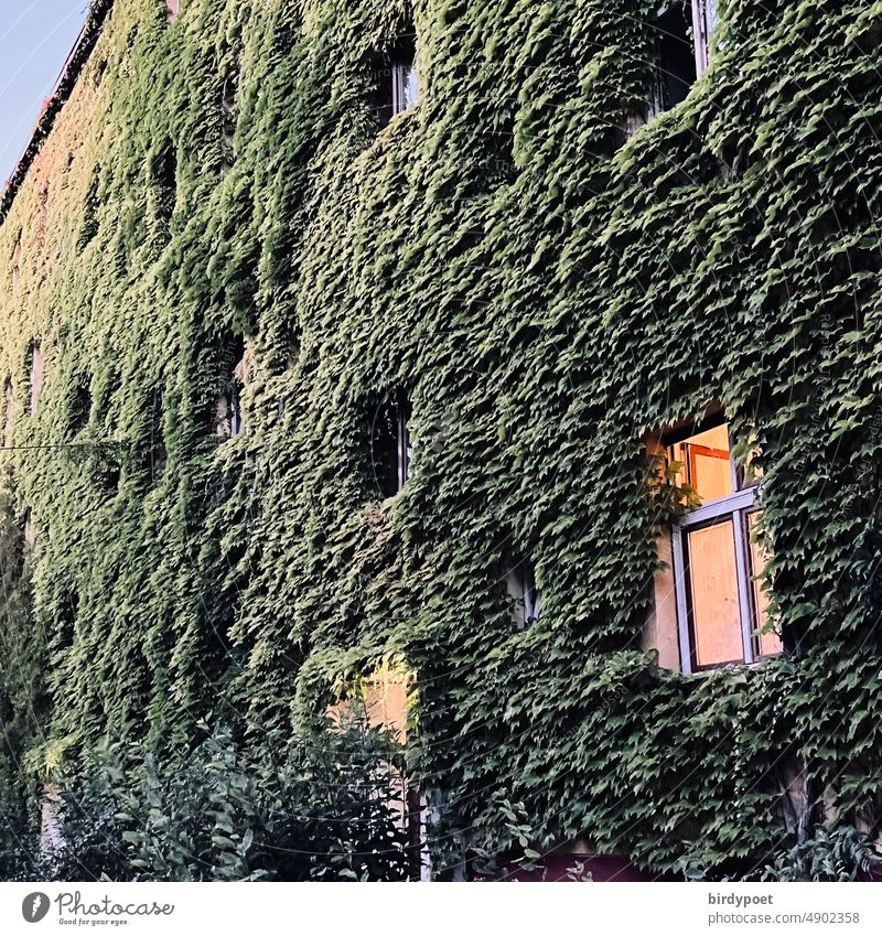 House facade overgrown with ivy in evening light Twilight Facade Climate protection Ivy facade insulation roof greening Green City Urban life Green facade