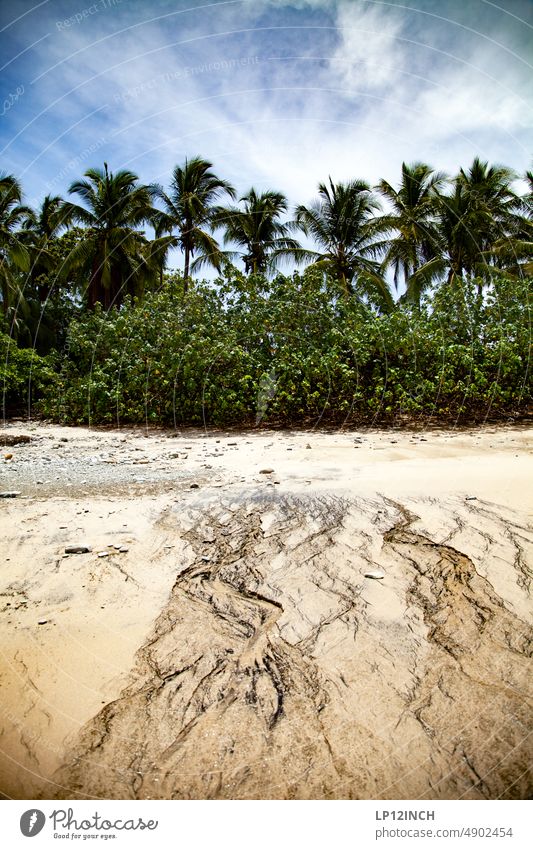 CR XXII Life is a beach Costa Rica Beach palms Sand Vacation & Travel coast Trip Adventure Exterior shot Far-off places Ocean Tourism Pacific beach plants