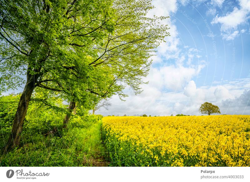 Green trees at a canola field in rural scenery outdoors floral scenic land springtime sunlight no people day rapeseed field cloud gold farming bloom europe