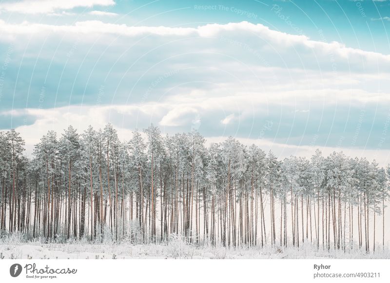 Snow Covered Pine Forest. Frosted Trees Frozen Trunks Woods In Winter Snowy Coniferous Forest Landscape beautiful beauty in nature cold colour coniferous forest