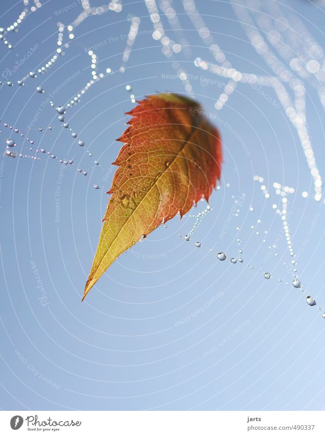 stuck Plant Drops of water Sky Autumn Beautiful weather Leaf Hang Fresh Orange Red Serene Calm Nature Spider's web Dew Colour photo Exterior shot Close-up