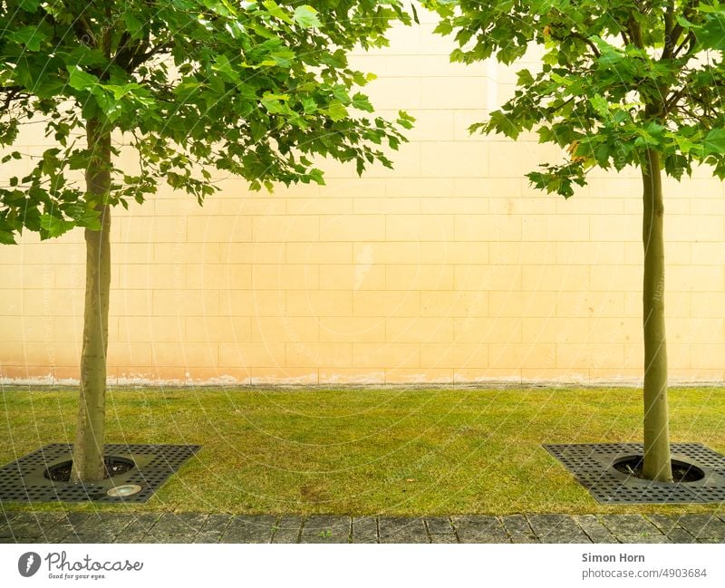 Trees border wall area Wall (barrier) surface Facade Frame framed trees Symmetry Structures and shapes Copy Space middle Line grass verge civilized