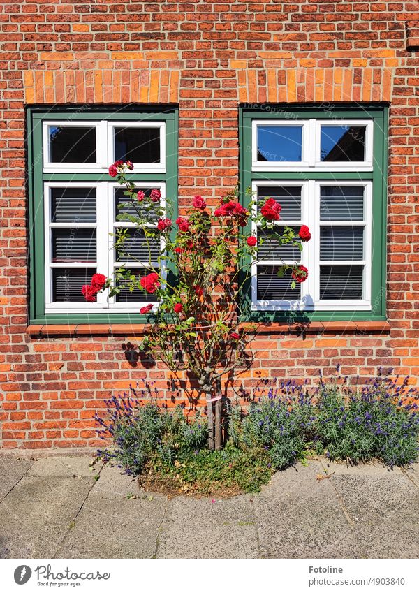A rose bush grows on a brown brick wall between two windows, framed by fragrant lavender. Brick Wall (building) Wall (barrier) Stone Structures and shapes