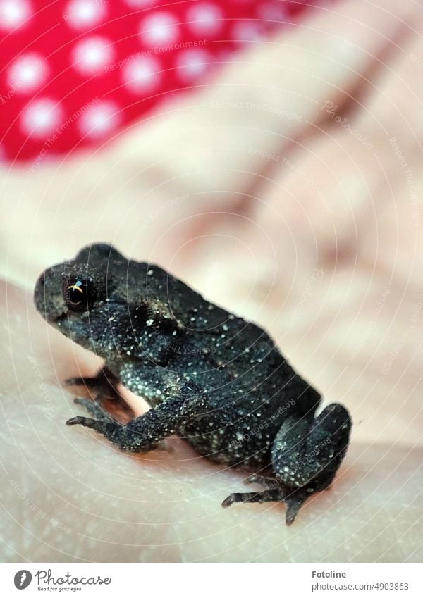 A girl in a red dress with white dots holds a small toad in her hand. Painted frog Frog Animal Colour photo Exterior shot Wild animal Close-up Day Black points