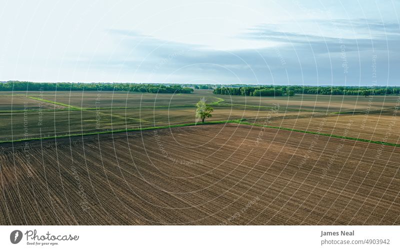 Lone tree in the farm field horizon sunny natural nature day meadow background agriculture summer drone growth wisconsin sky sunlight environment outdoors