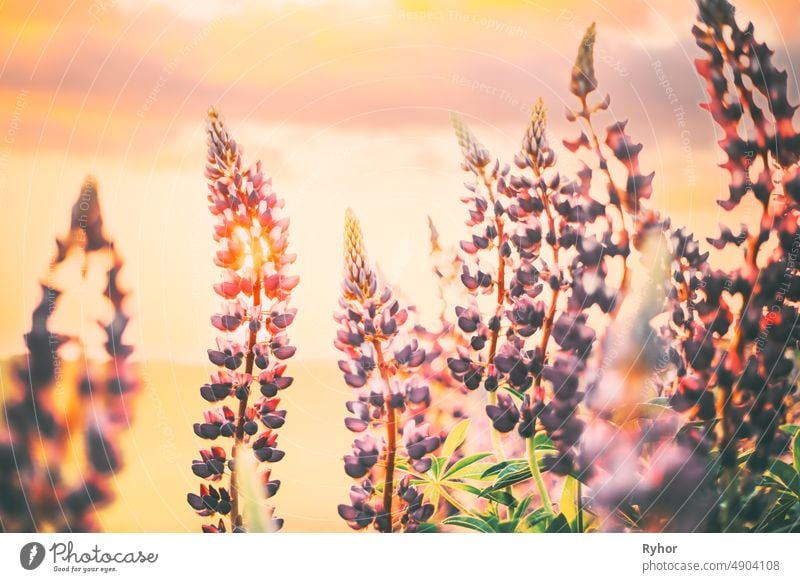 Bush Of Wild Flowers Lupine In Summer Field Meadow At Sunset Sunrise. Lupinus, Commonly Known As Lupin Or Lupine, Is A Genus Of Flowering Plants In The Legume Family, Fabaceae