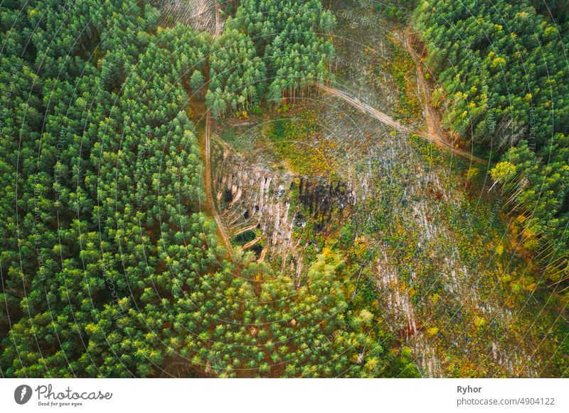 Aerial View Green Forest Deforestation Area Landscape. Top View Of Fallen Woods Trunks And Growing Forest. European Nature From High Attitude In Summer Season. Drone View. Bird's Eye View