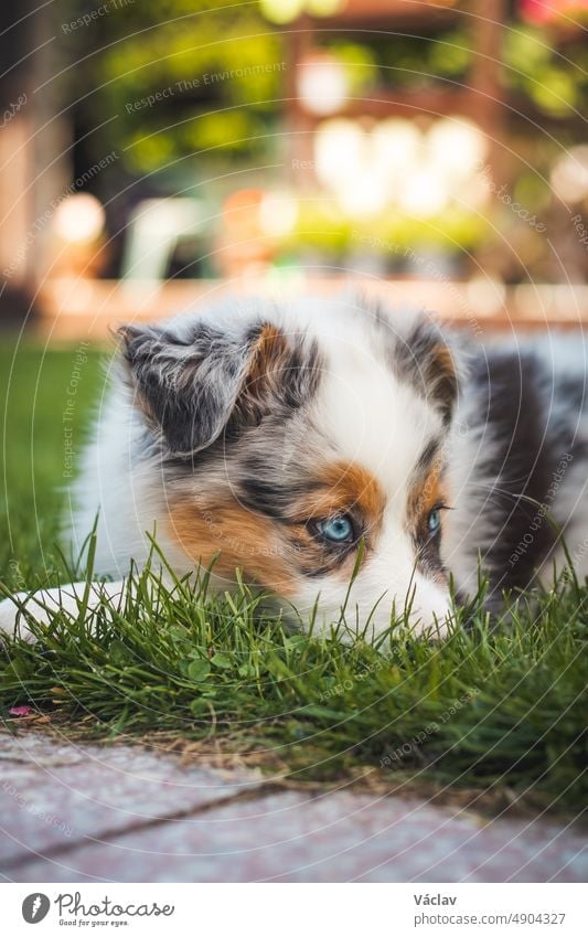 young Australian Shepherd dog rests on the grass in the garden and smiles happily. Blue eyes, brown and black spot around the eyes and otherwise white body gives the female a beautiful and cute look