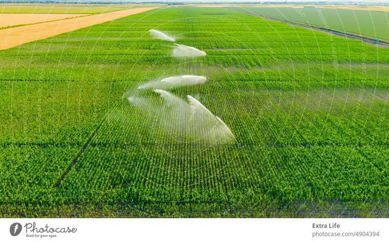 Above view on high pressure agricultural water sprinkler, sprayer, sending out jets of water to irrigate corn farm crops Aerial Agricultural Agriculture Cereal