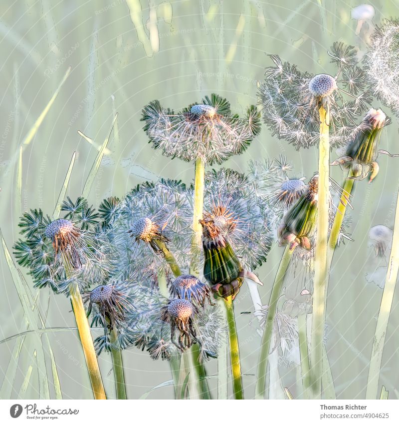 Dandelion dandelion with seed stalks abstract edited. Bright friendly image with pastel colored background. Image in square format. The main motifs rise in a line to the top right. Very suitable for fine art prints. Free space text.