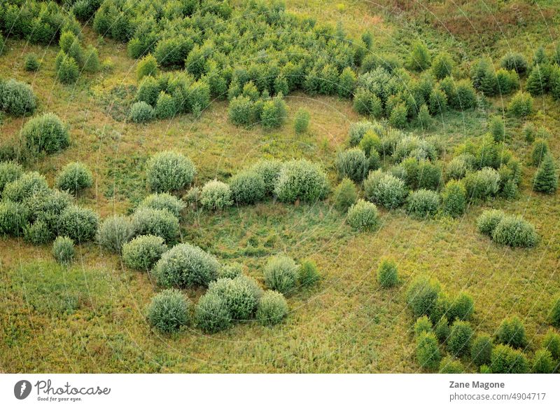 Bushes of various green shades, aerial view landscape bush tree bushes shades of green summer soft fluffy textured top view Aerial photograph background forest