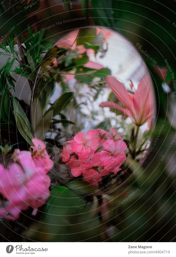 Mirror in green leaves, reflecting pink geranium and lily blooms Lily botanical mirror reflection aesthetic dreamy botany plants botanical garden inner world
