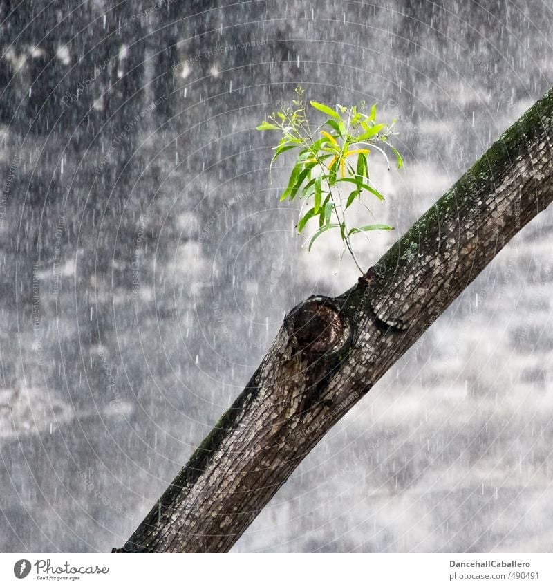 lifeline Environment Nature Water Drops of water Spring Summer Bad weather Rain Plant Tree Leaf Foliage plant Town Downtown Wall (barrier) Wall (building)