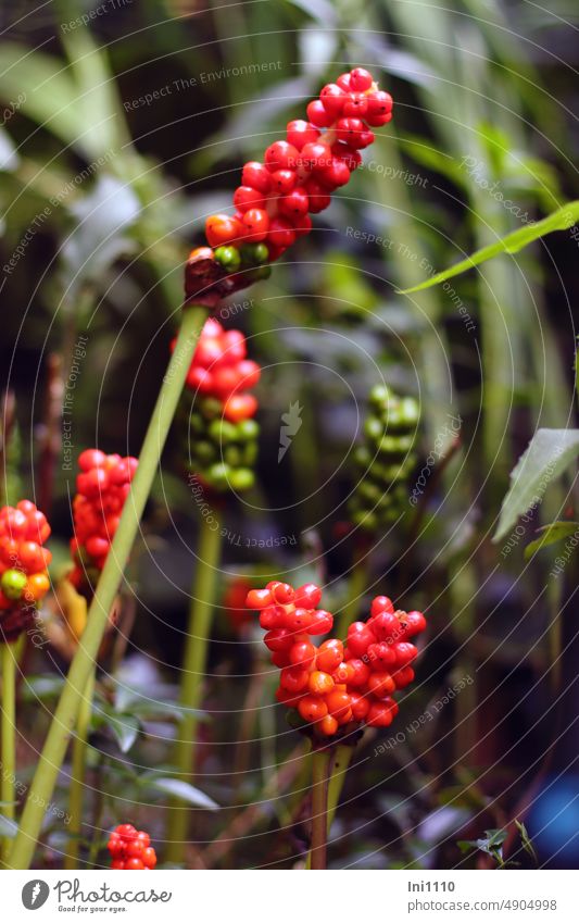 Fruit stand from the spotted arum Plant Arum maculatum rhizome shrub enduring Poisonous plant Ornamental plant fruit jewellery Seed head red berries Berries