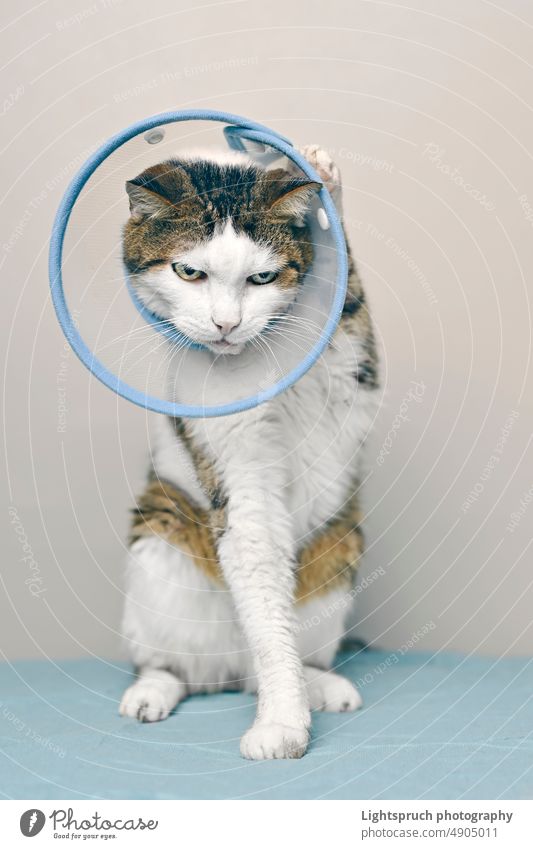 Old tabby cat is annoyed by the protective Elizabethan cone. sick pet cone anxiously cone of shame elizabethan collar sick animal sitting looking away