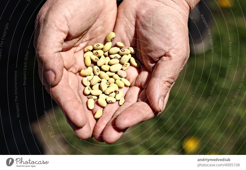 Female hand holding and dropping down grains of kidney beans. Organic food background of ripe beans. farmer harvest cereal plant, industrial agriculture.