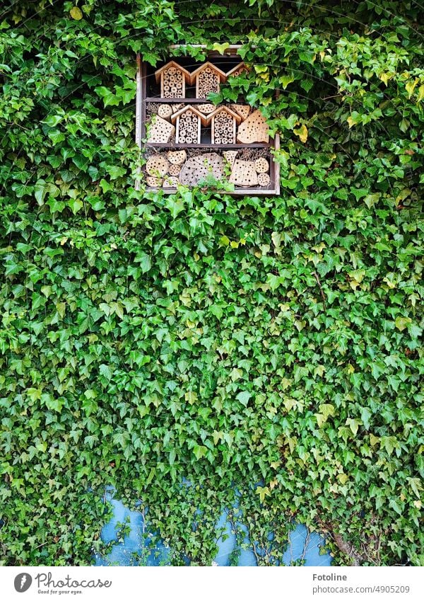 An insect hotel in a prime location, entwined with ivy. House (Residential Structure) Facade Wood holes living space Exterior shot Wall (building) Colour photo