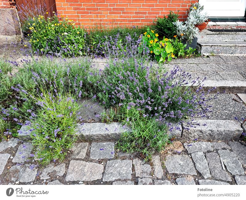 A beautiful naturally overgrown walkway with lavender and other flowers. Footpath stones stagger Paving stone Lavender blossom plants Green purple Violet Yellow