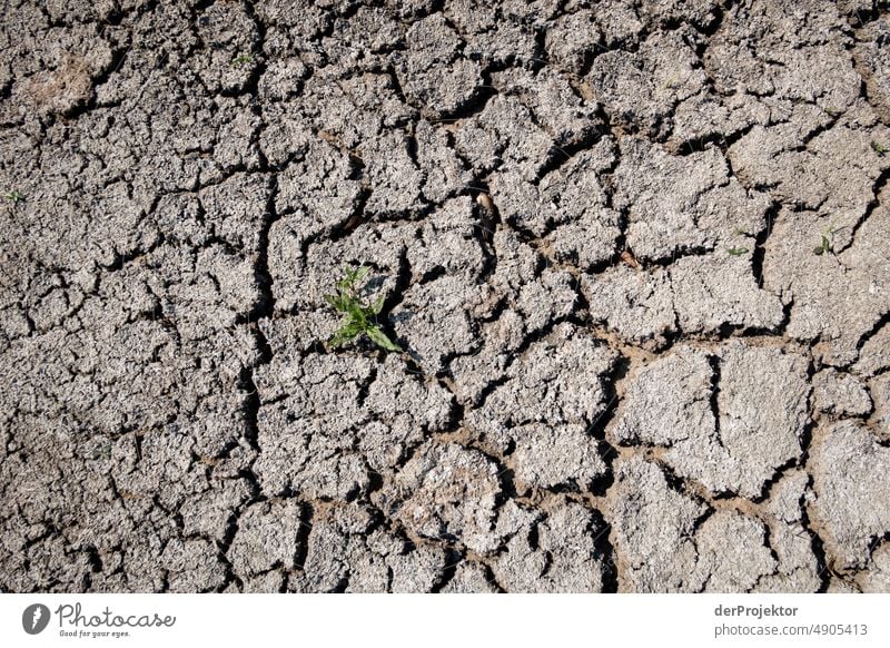 Dried up lake with a green plant in Bavaria/Franconia II Crack & Rip & Tear Desert Drought Weather heating Surface Summer Hot Brown Ground Pattern Deserted