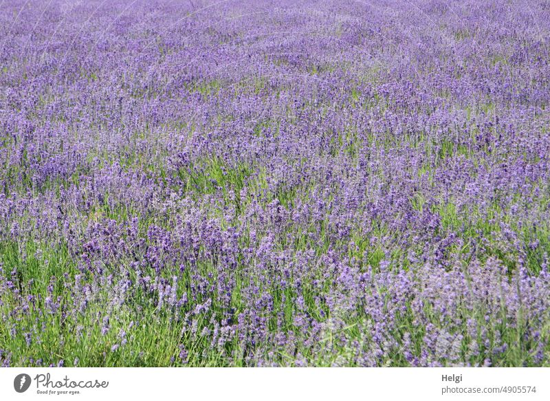 Lavender field in full bloom Flower Blossom inflorescence labiates Ornamental plant medicinal plant Mediterranean lavender oil Fragrance lavender scent Summer