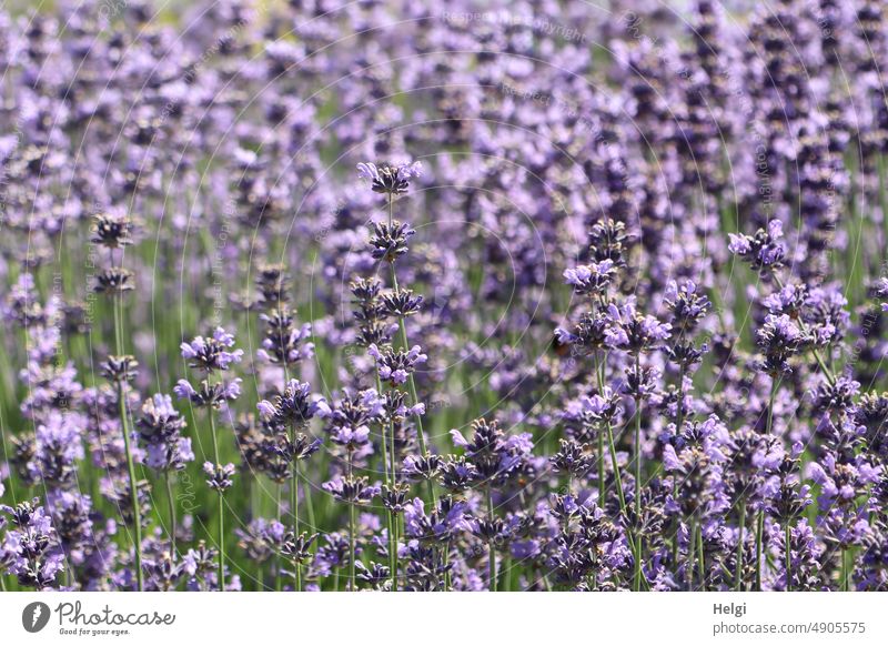 flowering lavender on a field Lavender Flower Blossom Lavender field lavender blossom heyday fragrances Summery naturally purple Violet Nature Plant
