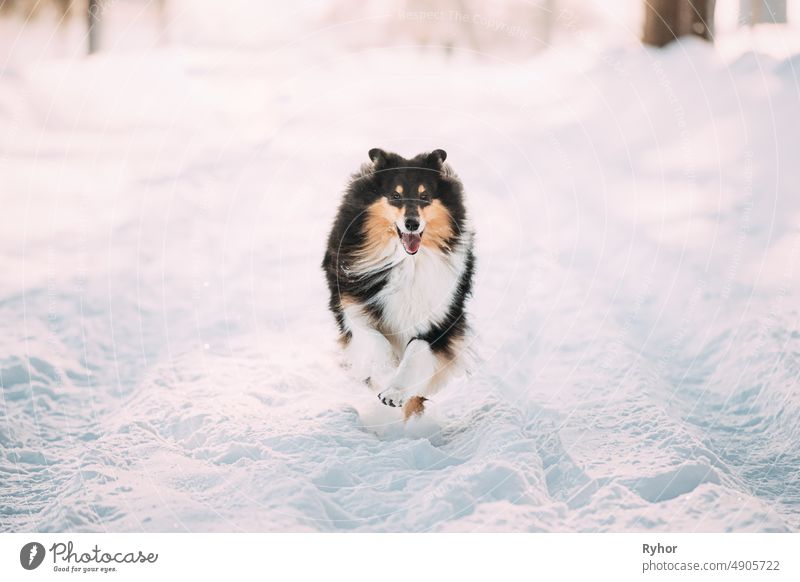 Shetland Sheepdog, Sheltie, Collie Fast Running Outdoor In Snowy Park. Playful Pet In Winter Forest English Collie Long-Haired Collie Scottish Collie action