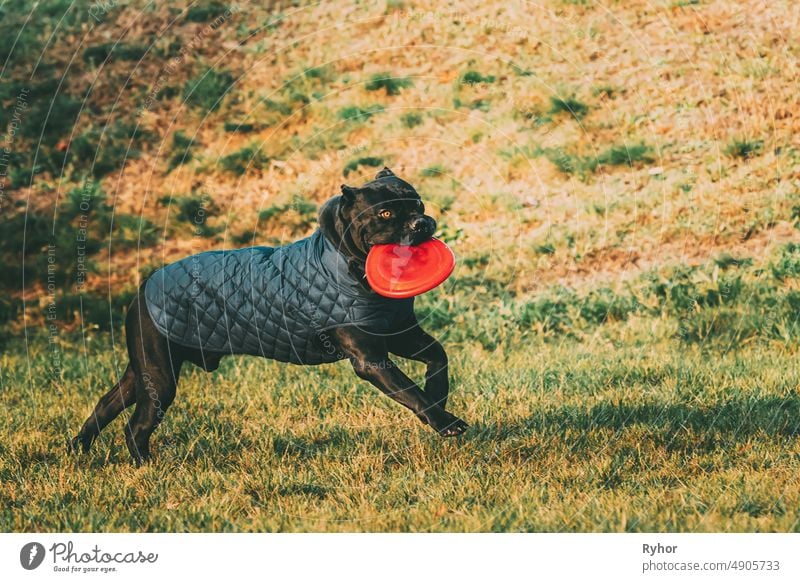 Active Black Cane Corso Dog Play Running With Plate Toy Outdoor In Park. Dog Wears In Warm Clothes. Big Dog Breeds Cane Corso Italiano Italian Corso