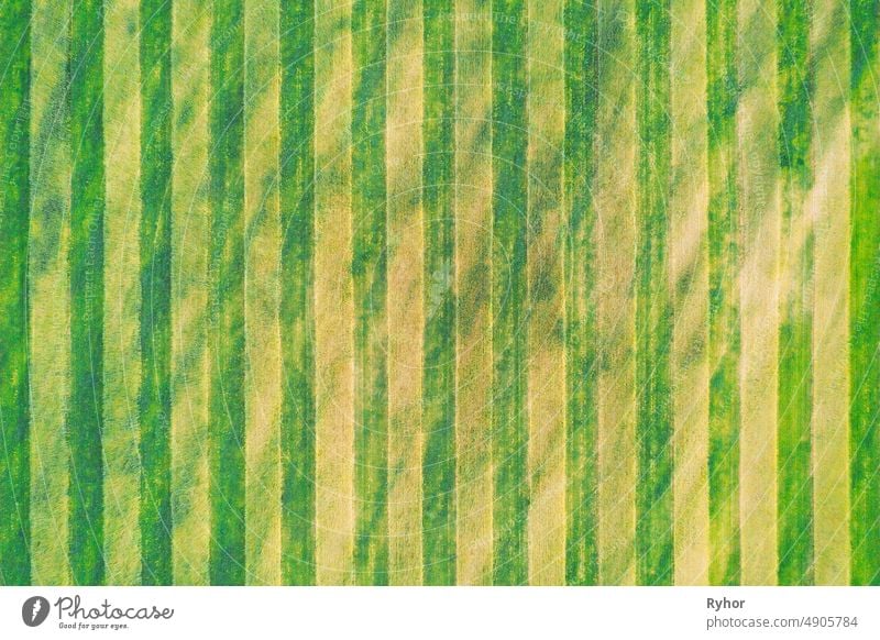 Natural Green Field Background With Trails Lines. Flat View Top View Of Field With Growing Young Green Wheat. Meadow Grass abstract aerial aerial view
