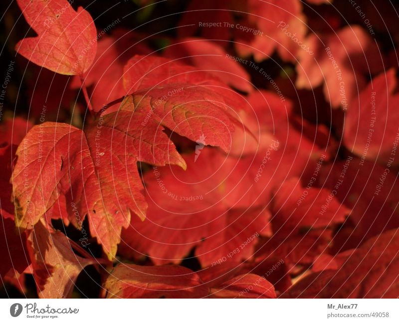 autumn impressions Leaf Autumn Bushes Red Nature