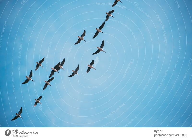 Flock Of Ducks Flying In Sunny Blue Spring Sky During Their Migration In Belarus, Russia animal autumn belarus bird blue clear copy space duck eastern europe