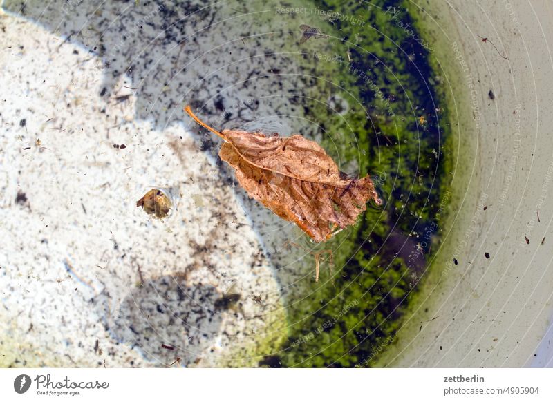 Dry leaf floating in a bowl of water Leaf Shriveled Autumn Water water bowl Summer Wet Surface of water be afloat Garden Household leap sediment offshoot