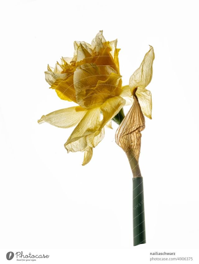 narcissist Narcissus Room Plant Blossom leave naturally Leaf flora Floral Head colourful Colour Bright Close-up Bouquet flowers botanical heyday creatively