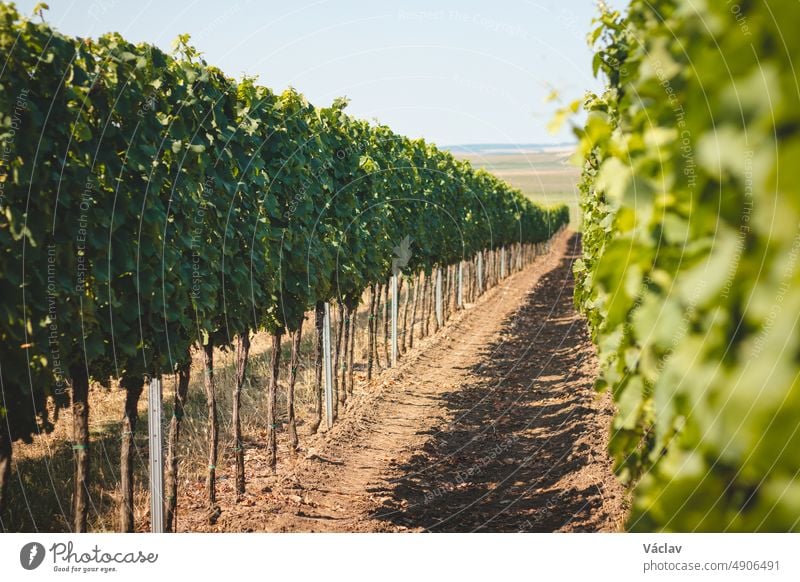 View of the vineyard during warm and sunny weather near Kyjov, South Moravia, Czech republic. Grape field growing for wine viticulture grape czech republic