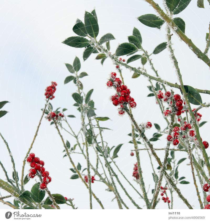 red berries with hoarfrost Winter Frost Plant shrub Berries pea-sized Red fruit jewellery Hoar frost leaves Leaf edge smooth Green leathery stalk in part