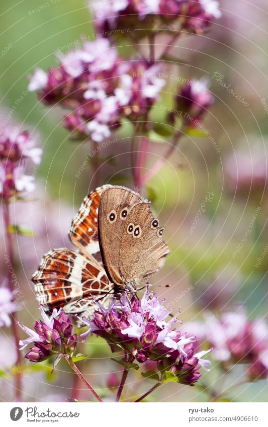 two butterflies Butterfly Insect Close-up Nature Colour photo manner variegated Pink Flower Blossom Depth of field Green Summer Exterior shot Garden Difference