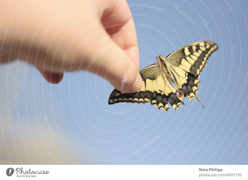 Butterfly with hand Butterfly hand Insect Grand piano pretty Close-up Nature Animal Animal portrait Fingers Exterior shot Shallow depth of field Hand 1