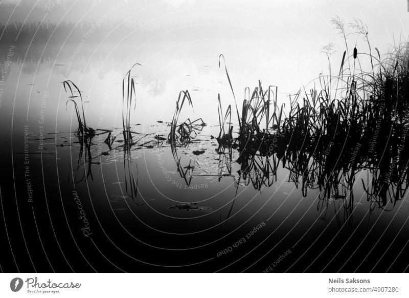 mirror in mist river grass reeds black and white mono monochrome dark gloomy mistt fog autumn old reflection water shore latvia nature landscape lake scenic