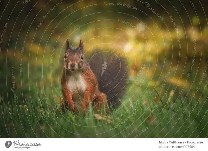 Curious looking squirrel on the meadow Squirrel sciurus vulgaris Animal face Head Eyes Nose Ear Muzzle Claw Pelt Tails Rodent Wild animal Nature Observe